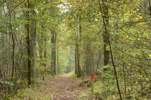 A walkway through the trees in the park