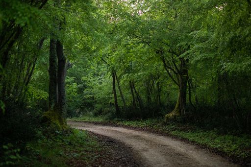 A trail in the forest surrounded by green trees, leaves, and nature during daylight