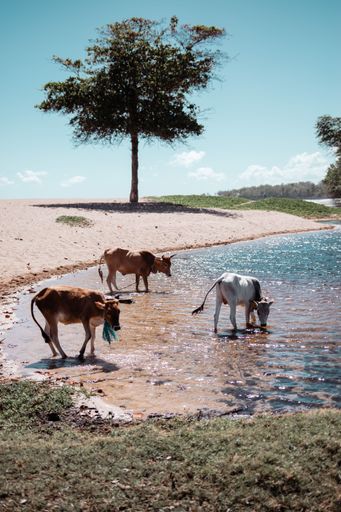 A view of beautiful cows drinking water from a lake on a sunny day