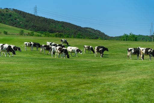 A herd of spotted cows graze on a green meadow against a forest background under a blue sky