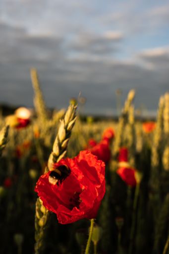 A vertical shot of a bee on a red poppy flowers