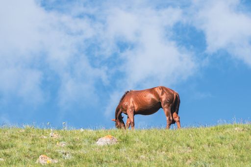 A view of the horse grazing in the field on a sunny day