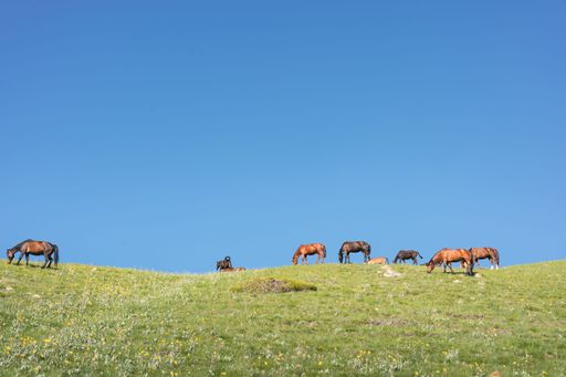 A view of the horses grazing in the field on a sunny day