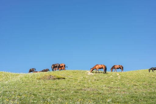 A view of the horses grazing in the field on a sunny day