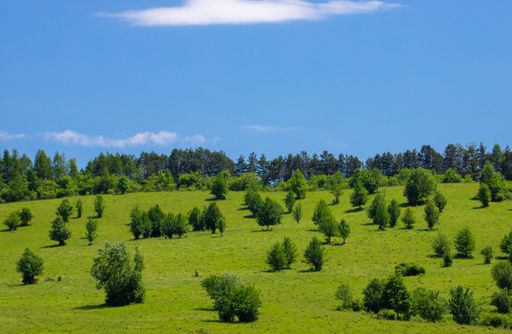 A beautiful view of a field covered with scattered trees under the  bright blue sky