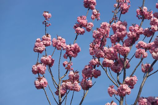 A flowering cherry tree against a clear blue sky