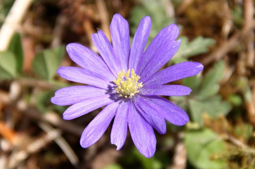 A beautiful shot of purple Balkan anemone