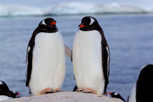 A closeup shot of two Gentoo penguins stand adorably in the Antarctic Peninsula