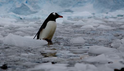 A selective focus shot of gentoo penguin (pygoscelis papua)