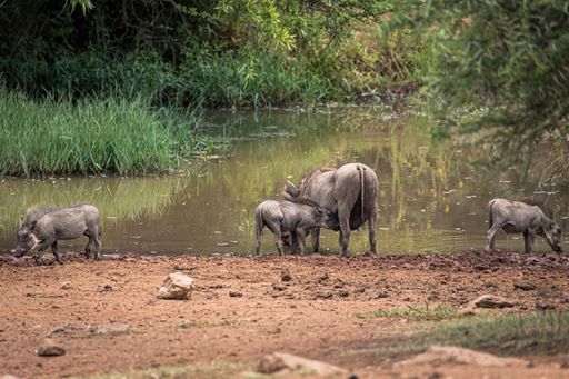A common warthog with piglets. Pilanesberg National Park, South Africa.