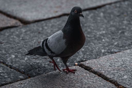 A pigeon walking around the moody city