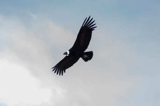 A andean condor flying on a blue clear sky background