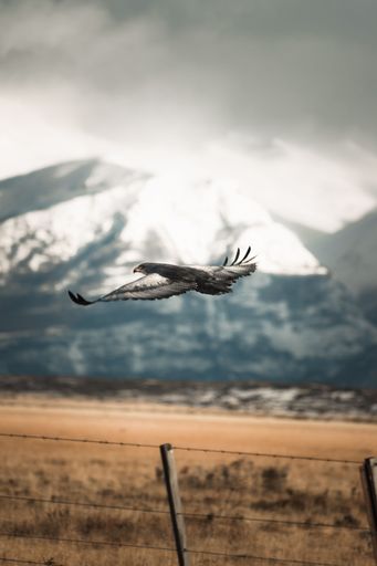 A vertical shot of a eagle flying over the field on a snowy mountains background