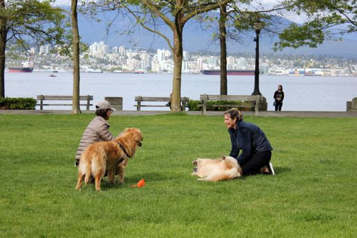 Two females playing with dogs in downtown Vancouver, British Columbia, Canada