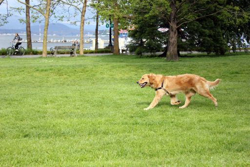 A cute Dog running on the green grass in downtown Vancouver, British Columbia, Canada