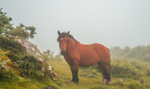 A selective focus shot of a brown horse grazing in a field during a foggy weather
