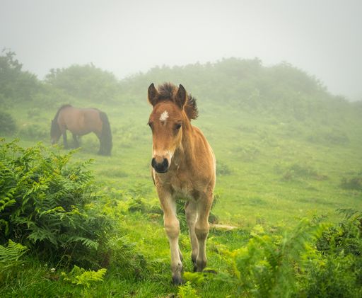 A selective focus shot of brown horses grazing in a field during a foggy weather