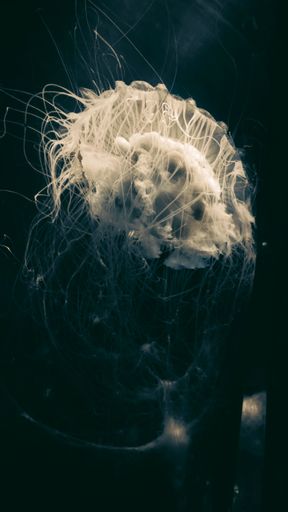 A vertical shot of a transparent jellyfish swimming on the water