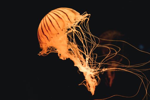 A closeup shot of a jellyfish swimming with a dark background
