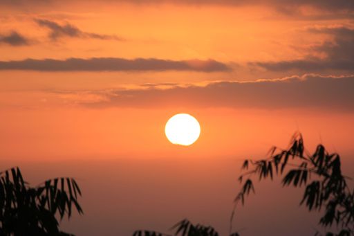 The sun shining before the silhouettes of bamboo plant leaves at sunset