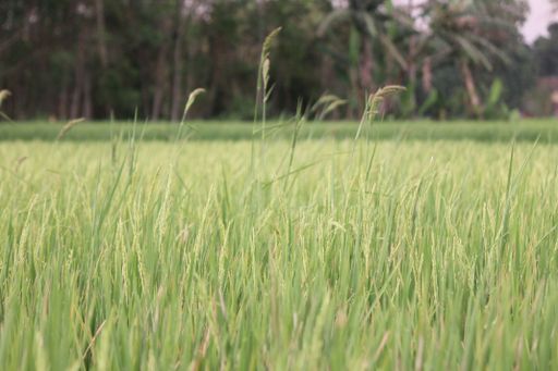 The close-up view of the green rice field plants on a sunny day