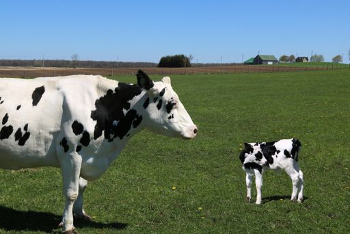 A black and white cow standing in the field with its calf