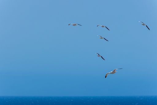 A seagull flying in the sky above the blue ocean
