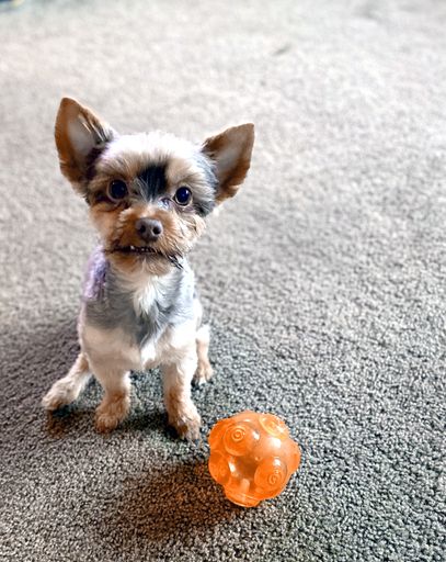 A vertical shot of silky terrier puppy with an orange rubber dog toy