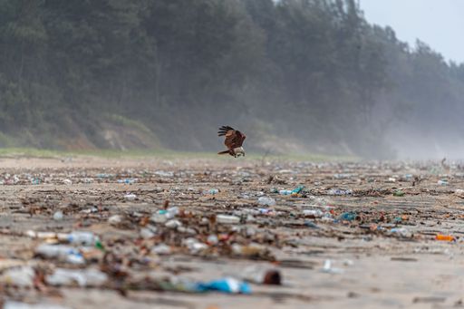 A closeup of flying Brahminy kite over garbage on sea beach after low tide on a cloudy day