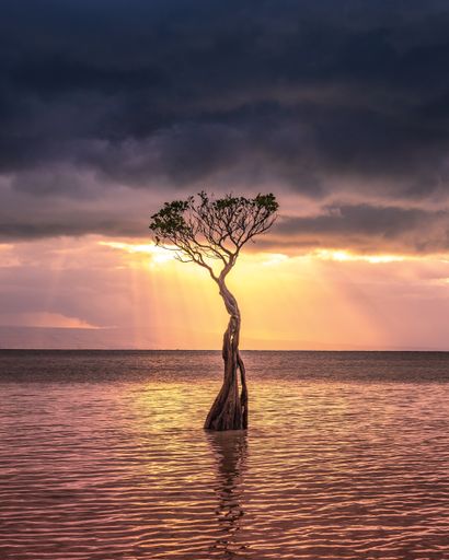 A vertical shot of a tree in the sea under a cloudy sky during a beautiful sunset in the evening