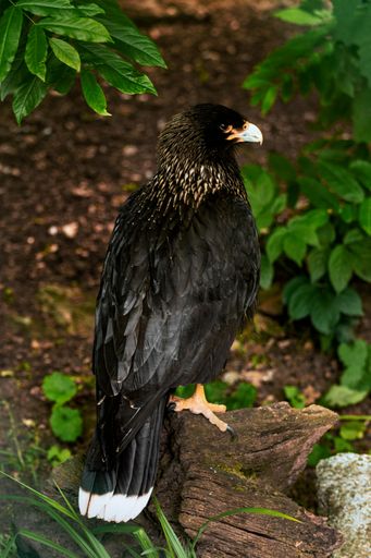 A vertical shot of a gorgeous striated caracara standing on a log surrounded by bright leaves in a forest