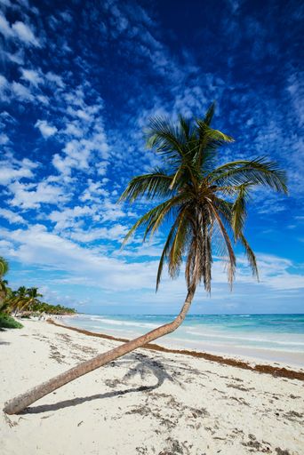 A vertical shot of a leaning palm tree on a white beach under a bright cloudy sky in Tulum, Mexico