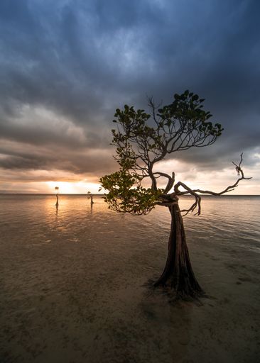 A vertical shot of trees surrounded by the sea under a cloudy sky in the evening