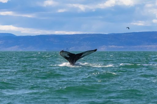 Humpback whale swimming in Canada in the Saint-Laurent gulf, whale diving