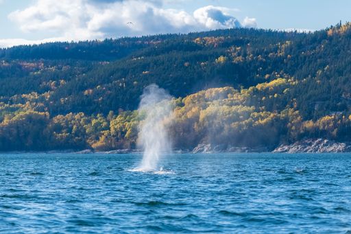 Humpback whale swimming in Canada in the Saint-Laurent gulf, whale diving