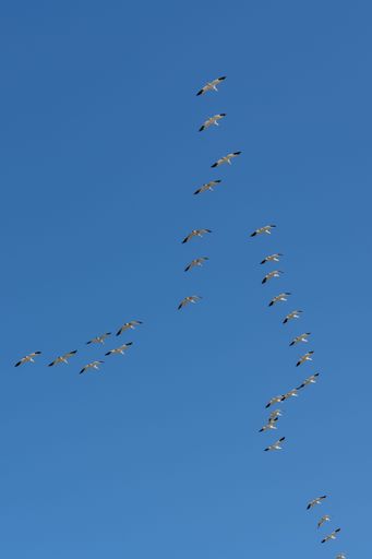 Snow gooses flying in blue sky in Canada, beautiful white birds during the migration