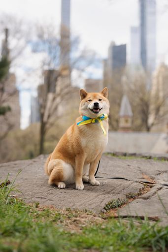 A red Shiba Inu wearing a ribbon with the colors of the Ukrainian flag in Central Park, New York City