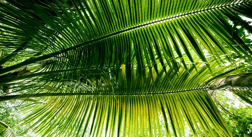 A closeup of Cocos nucifera leaves in Bacalar, Quintana Roo, Mexico