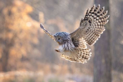A selective focus shot of a flying ural owl