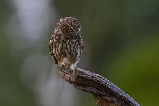 A closeup shot of a little owl perched on a branch