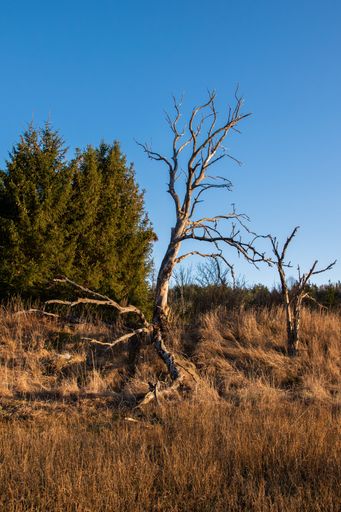 A vertical shot of broken and damaged wooden trees in a rural area in sunny weather