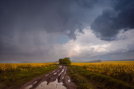 A road passing through the field of rapes in the rain with gloomy clouds in the background