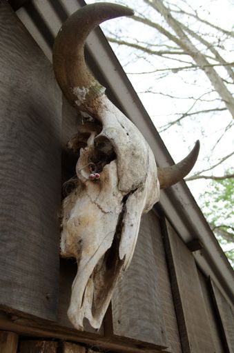 A skull of a dead goat on a wooden house