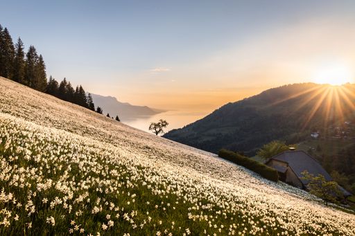 Beautiful golden hour view on a narcissus field at sunset in Montreux, Switzerland with the Geneva Lake in background