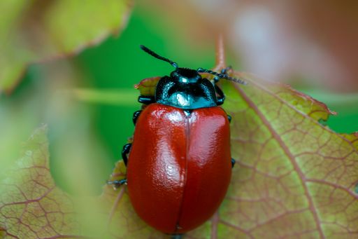 Poplar leaf beetle (Chrysomela populi) on tree. Red luminous beetle sits in the Bavarian forest. Macro photography of insect