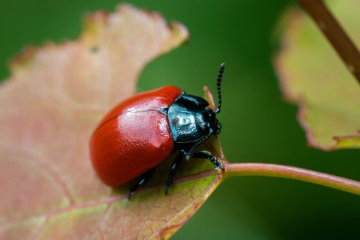 Poplar leaf beetle (Chrysomela populi) on tree. Red luminous beetle sits in the Bavarian forest. Macro photography of insect
