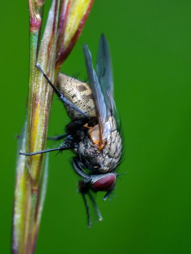 A closeup of fly perching on plant stem