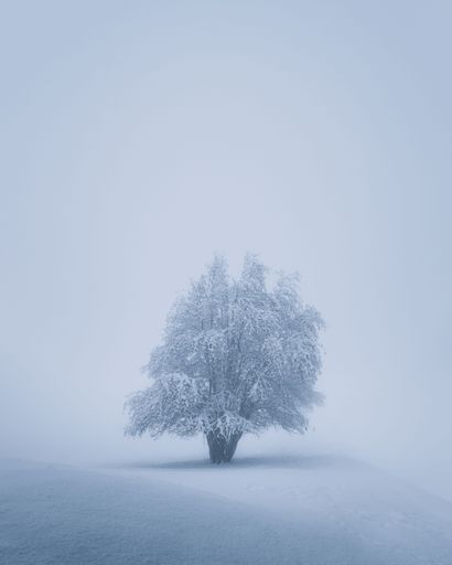 Minimalist winter scene with a lonely tree standing in a misty snowy mountain landscape