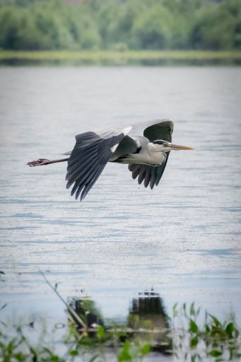 A closeup vertical shot of heron a flying over the water with its wings wide open