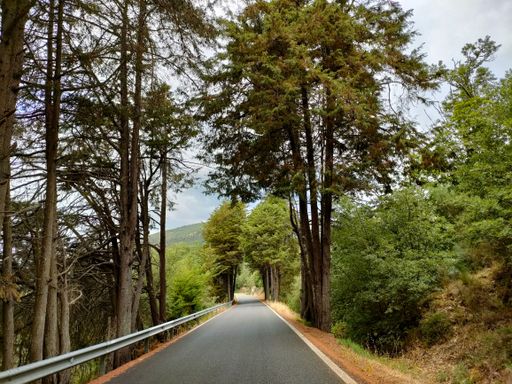 A narrow road flanked by pine trees on a cloudy spring day